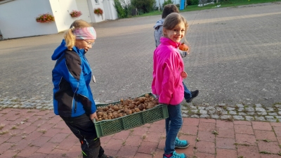 Kartoffelernte auf dem Schaffhäuser Hof